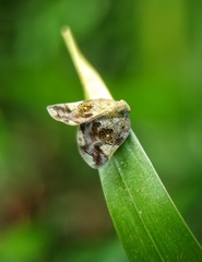 Ricaniidae