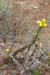 Chrysopsidinae