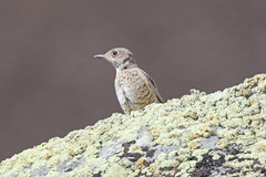 Monticola saxatilis