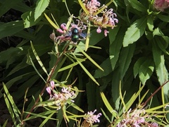 Xylocopa bombylans