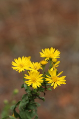 Chrysopsidinae