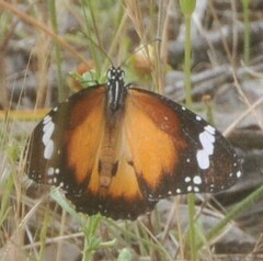 Danaus petilia