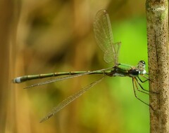 Lestes virens