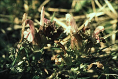 Pedicularis sylvatica