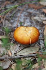 Omphalotus subilludens