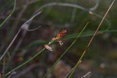 Lepidobolus preissianus