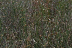 Lepidobolus preissianus