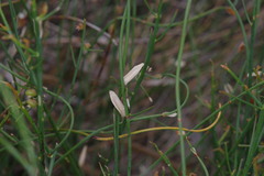 Lepidobolus preissianus