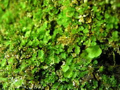 Cyrtomnium hymenophylloides