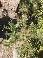 Adesmia confusa