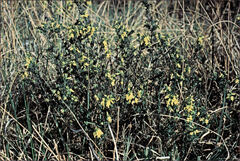 Genista anglica