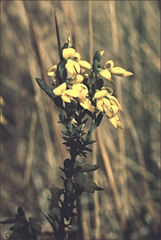 Genista anglica