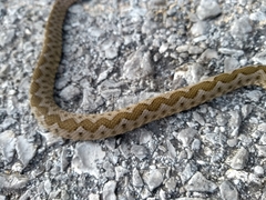 Vipera ammodytes