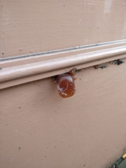 Auricularia auricula-judae