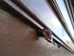 Auricularia auricula-judae