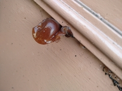 Auricularia auricula-judae