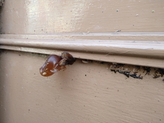 Auricularia auricula-judae