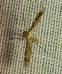 Oxyptilini