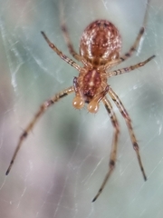 Nephilengys malabarensis