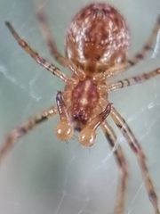 Nephilengys malabarensis