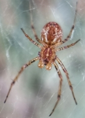 Nephilengys malabarensis