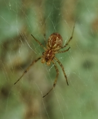 Nephilengys malabarensis