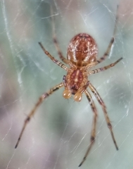 Nephilengys malabarensis