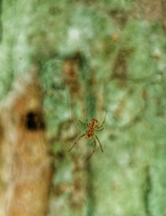 Nephilengys malabarensis