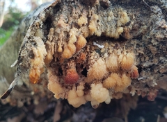 Basidioradulum radula