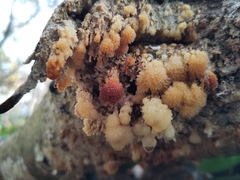 Basidioradulum radula