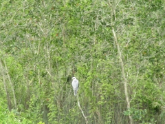 Elanus