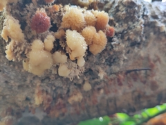 Basidioradulum radula