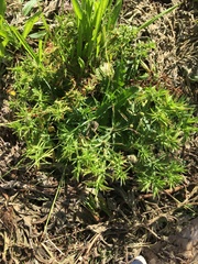 Eryngium foetidum