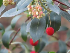 Arbutus unedo