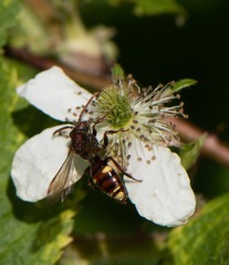Nomada