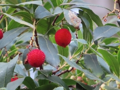 Arbutus unedo
