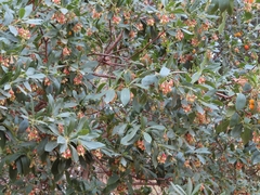 Arbutus unedo