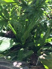 Eryngium foetidum