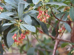 Arbutus unedo