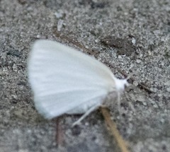 Lomographa vestaliata