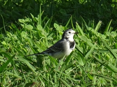 Motacilla alba