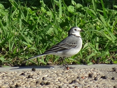 Motacilla alba