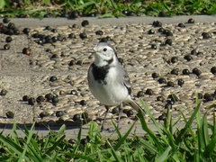 Motacilla alba