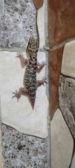 Hemidactylus albituberculatus