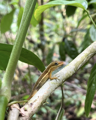 Anolis krugi