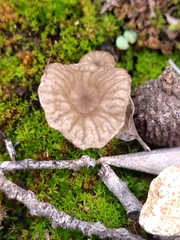 Arrhenia rickenii
