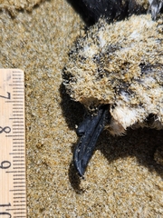 Pelagodroma marina