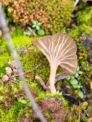 Arrhenia rickenii