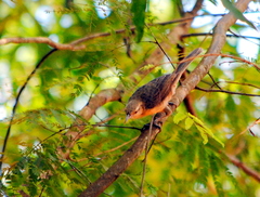 Campylorhynchus turdinus