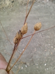 Mantisalca spinulosa